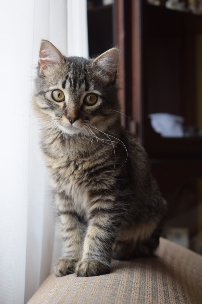 A kitten at the window.