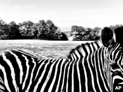 A zebra stands on a farm near Lake Maggiore, Italy, in this Wednesday, May 11, 2022 iPhone photo, taken by Oded Balilty. (AP Photo/Oded Balilty)