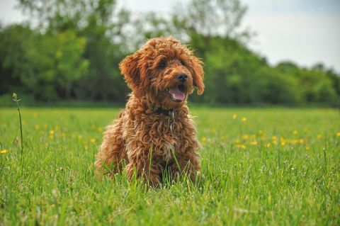 ginger cockapoo puppy in a field