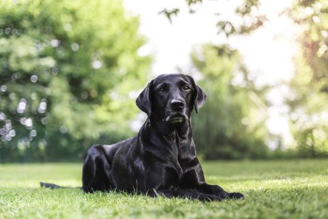 a labrador outside