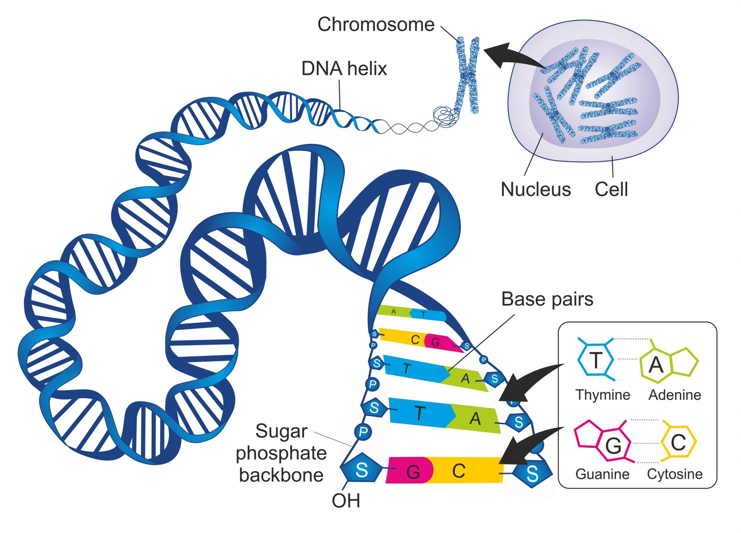 Visual model of the structure of DNA.