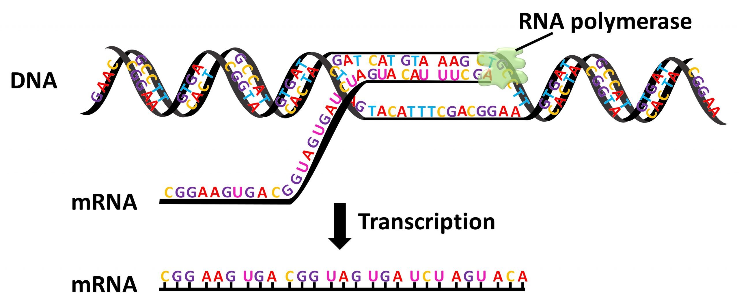 DNA sequencing seen up close in visual abstraction.